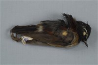 藏品(栗背林鴝)的圖片